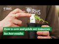 How to sow and prick out tomatoes for best results  the rhs