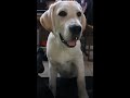 【洗濯物の下。　白い犬】ラブラドールレトリバーと家族のリアルな暮らし。　＃Labrador Retriever Lifestyle 　2022年8月16日