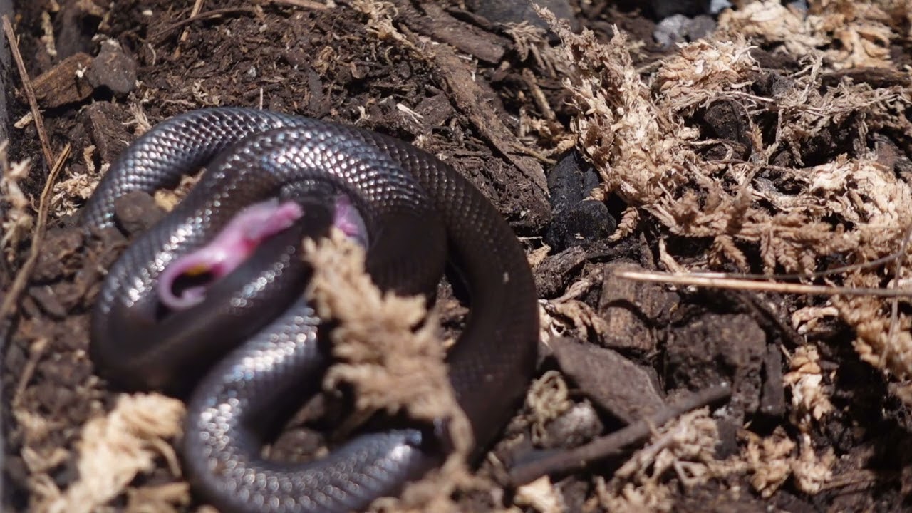 King Snake Bites Down On The Pink Mouse / Warning Live Feeding YouTube