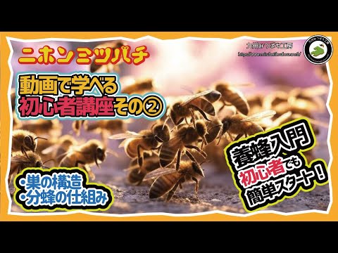 二ホンミツバチ養蜂始め方【初心者講座その②】「ミツバチの巣の