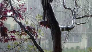 Video thumbnail of "Raindrops-Dee Clark"