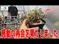 【GoToEngei】#209  - 千葉の塊根植物でぎゅうぎゅうのハウスで感動の再会をしました【X-PLANTS】
