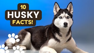 10 Things You Didn’t Know About the Siberian Husky by Dog Talks 1,290 views 2 months ago 3 minutes, 39 seconds