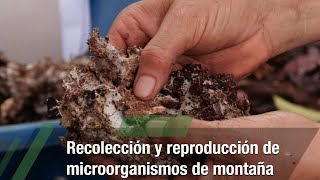 Recolección y reproducción de microorganismos de montaña  TvAgro por Juan Gonzalo Angel Restrepo
