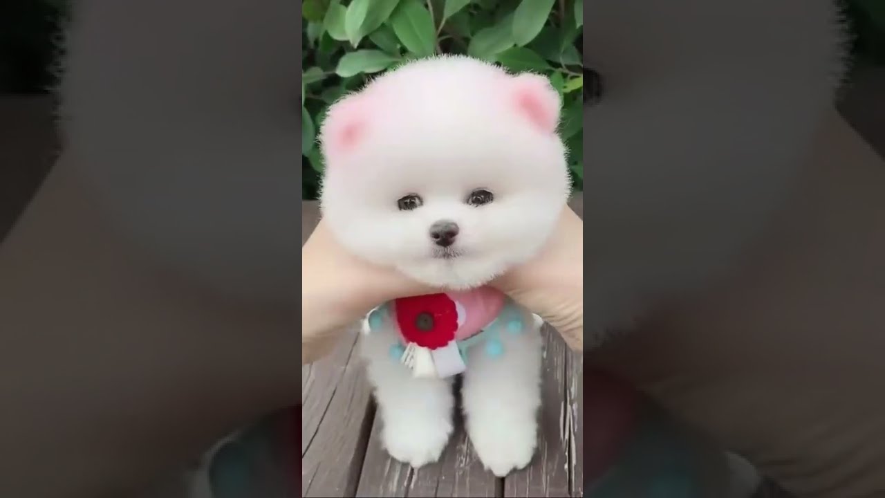 Cute little puppy doing cute things 🐶🐕 | 