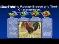 Top Fighting Rooster Breeds and Their Characteristics.Sweater,  Kelso,Radio,Brownred,Hatch,Asil,
