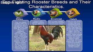 Top Fighting Rooster Breeds and Their Characteristics.Sweater,  Kelso,Radio,Brownred,Hatch,Asil, screenshot 5