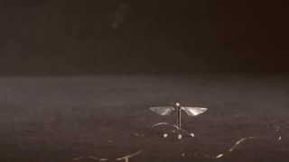 RoboBee