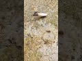 Hero of the ant colony
