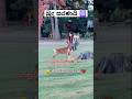 🙏 බැලිය යුතුම වීඩියෝවක් ❤ #friends #lovely #deer #animals #pets #shorts #shortsfeed #foryou #girl