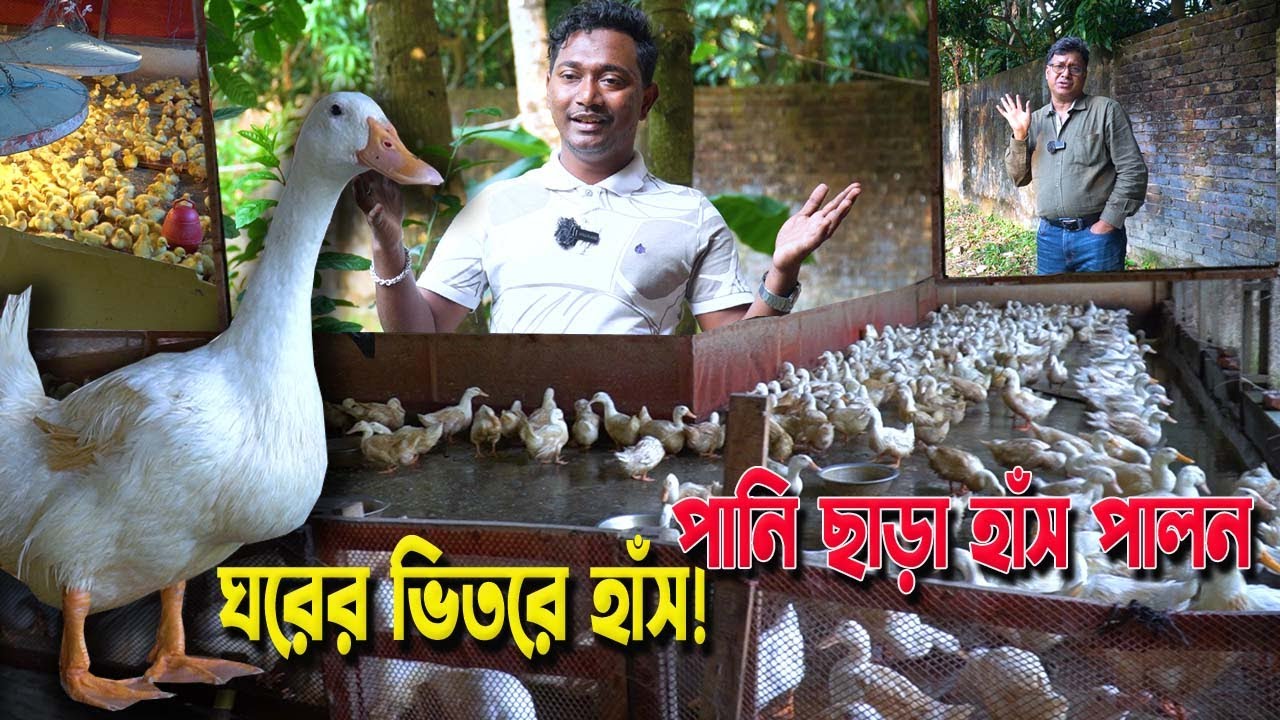 পুকুর ছাড়াই,পানি বিহীন ঘরের ভেতর ও ছাদে পিকিং স্টার-১৩ হাঁস পালন | নোয়াখালী ফরহাদের প্যারেন্ট খামার