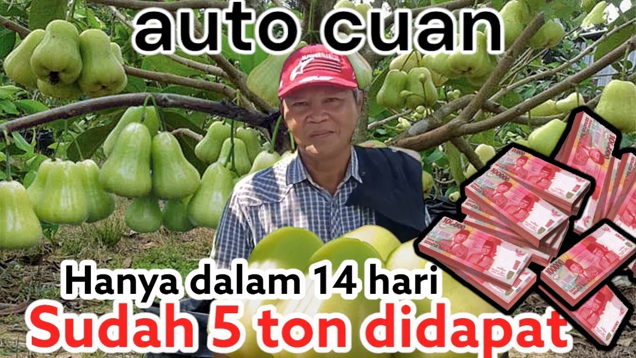 BISA DIBUKTIKAN !!!  PANEN PERDANA JAMBU MADU DAPAT 5 TON,OMSET PULUHAN JUTA RUPIAH