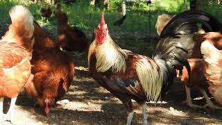 Free ranging chicken - Relaxing farm animals
If you like farm sounds check this video for relaxing chicken scenery. Free ranging chicken - Relaxing farm animals