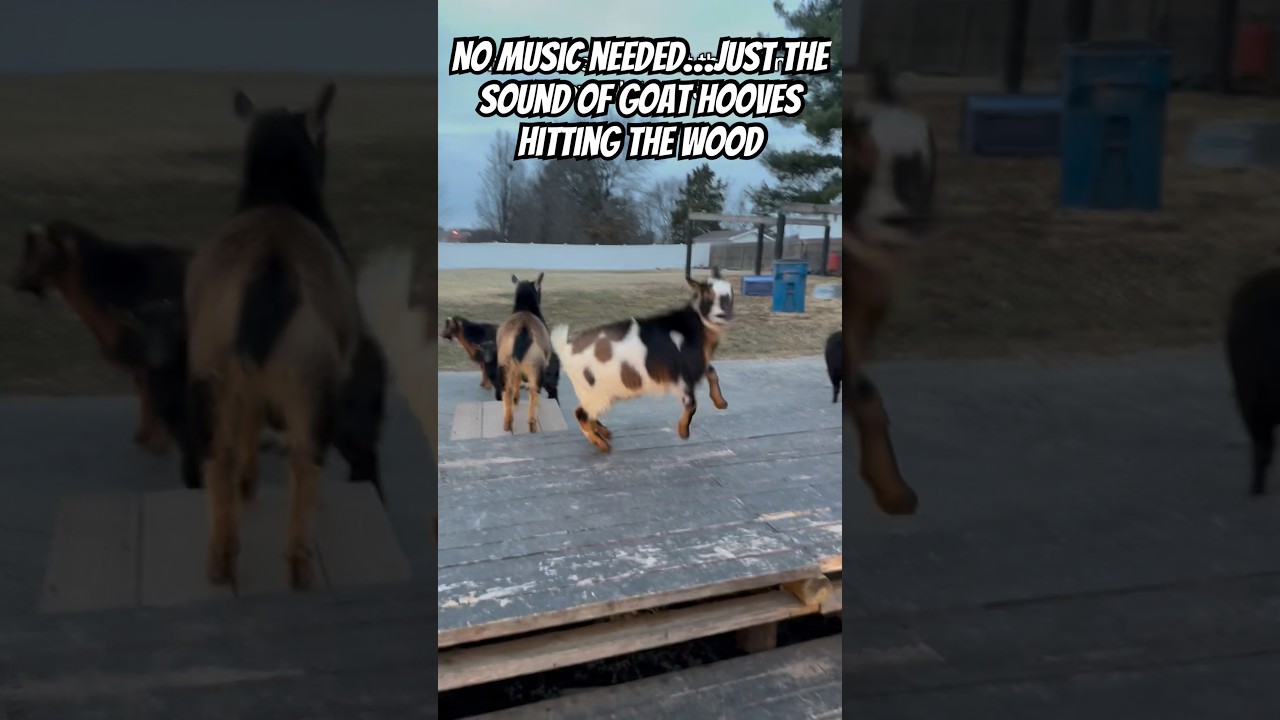 No music needed…Just the sound of goat hooves hitting the wood 