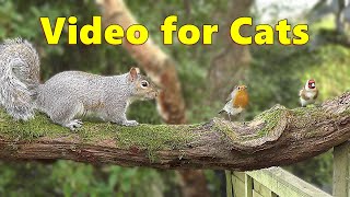 Cat Tv Videos For Cats To Watch ~ Sweet Birds Everywhere ⭐ 8 Hours ⭐