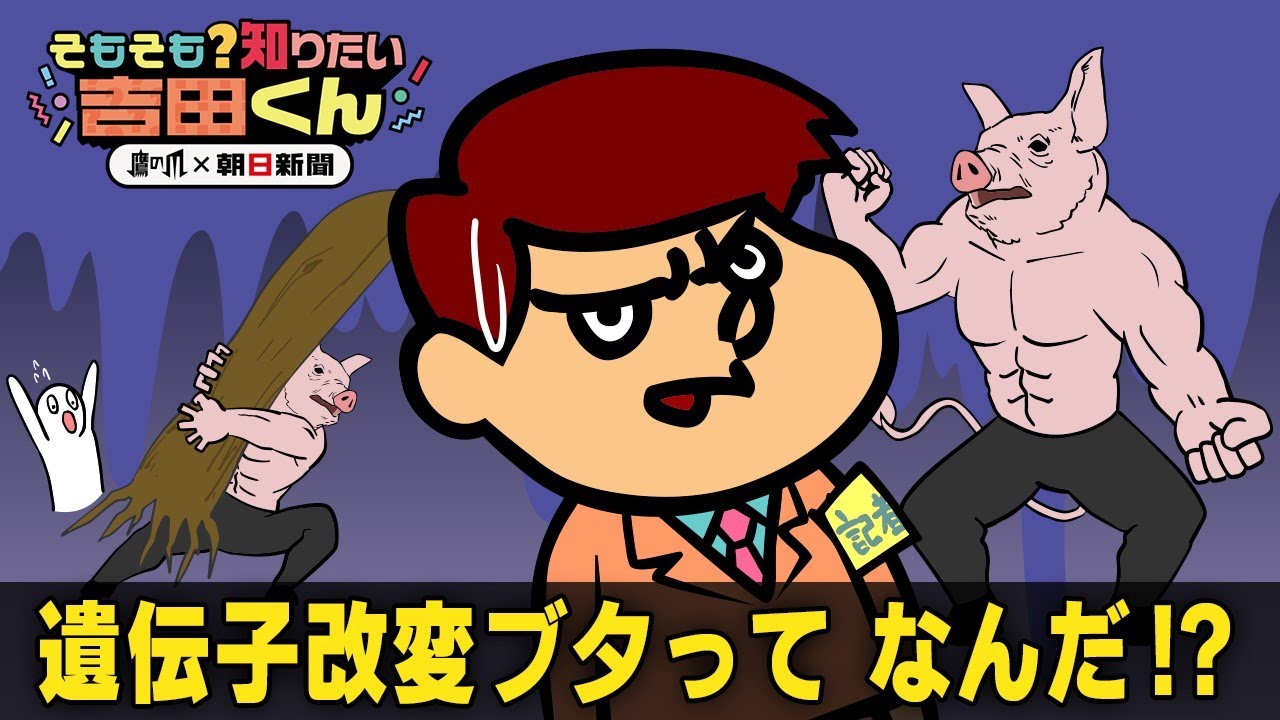 【鷹の爪解説】なぜブタの臓器を使うの?　研究が進む「異種移植」 動画：朝日新聞