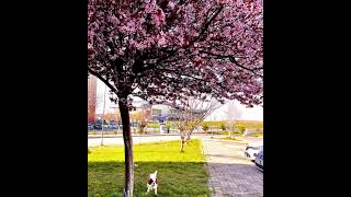 Nrvelaor Müzik Serisi 19 - 342 Dakika