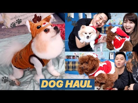 Video: Krismas: Pakaian Terbaik Untuk Anjing Anda