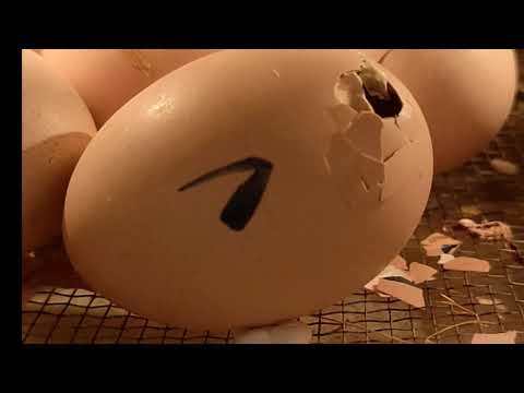 لحظة خروج الصوص من البيضة شاهد فقس البيضة