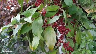 Download Lagu Episode 671 Goumi Berry MP3