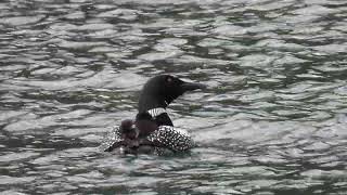 Great Northern Diver aka Common Loon, MacKenzie Lake, Princeton, BC, 19th May 2026