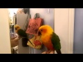 Tequila the Jenday Conure Talking and Dancing