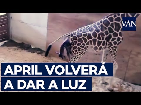Vídeo: Abril La Girafa Torna A Estar Embarassada