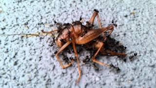 Ants eating Cricket (HD)