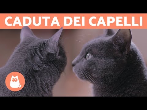 Video: Cosa fare quando il tuo gatto perde