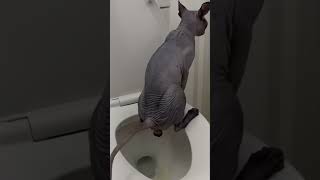 Adult Cat Toilet Trained