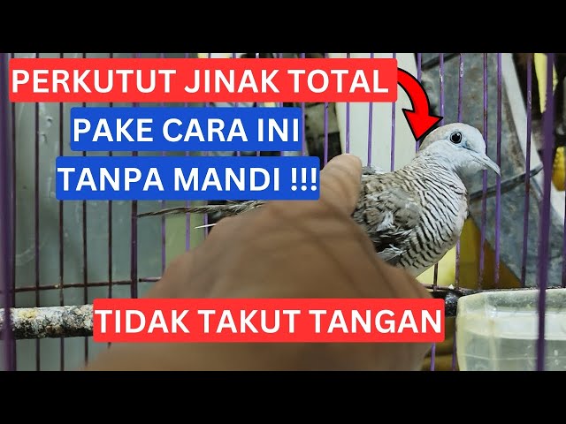 Cara Menjinakan Perkutut Lokal Alam Tanpa Mandi - Dijamin Langsung Jinak dan Gacor class=