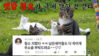 고양이와 이별한 집사의 슬픔에 비수를 꽂는 악플러들 by 펜션 고양이랑 68,709 views 2 years ago 8 minutes, 38 seconds