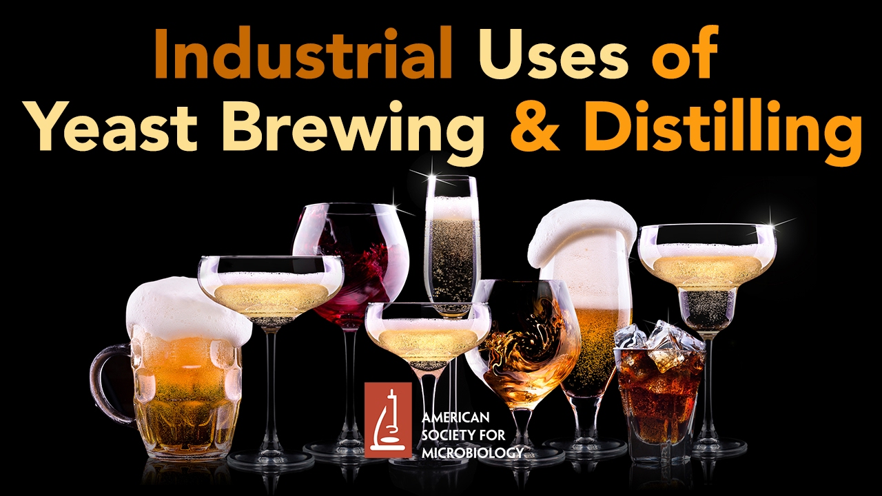 Industrial Uses of Yeast Brewing and Distilling Graham Stewart, PhD