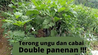 akhirnya panen juga !!! tumpang sari cabe rawit dan terong ungu