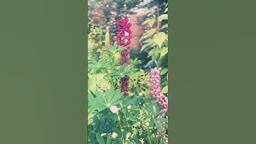 🌼 Creating a Year-Round Perennial Border | Alliums, Lupins, Astilbes & More | Garden Design Tips 🌿