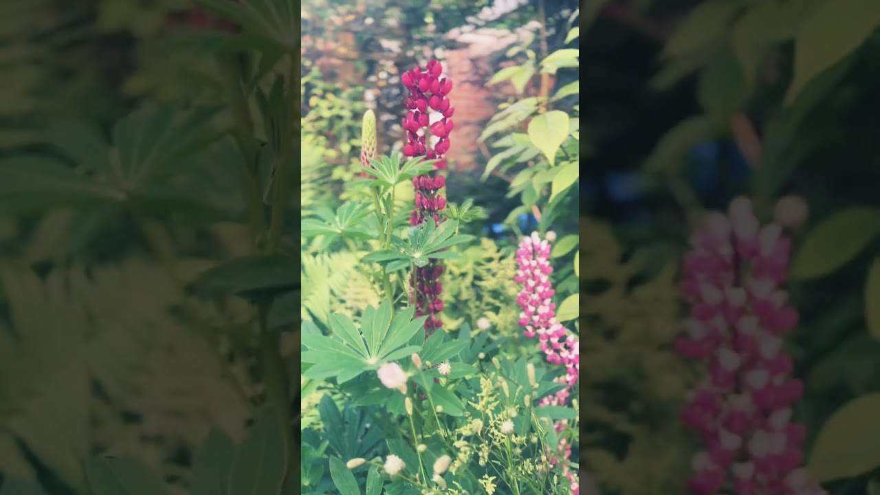 🌼 Creating a Year-Round Perennial Border | Alliums, Lupins, Astilbes & More | Garden Design Tips 🌿