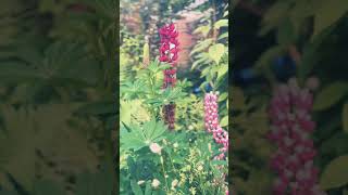 🌼 Creating a Year-Round Perennial Border | Alliums, Lupins, Astilbes & More | Garden Design Tips 🌿