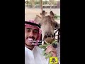 مزرعة وحيوانات سيف بالحصا في دبي اسامه الدغيري ماشاء الله