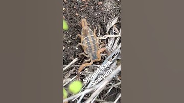 Flipping Rocks - Striped Bark Scorpion #bugs