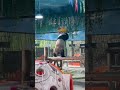 熊猫蹦迪,嗨起来~#panda #dance #crazy