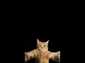 #creepycat #horrorstories #poetry #shayari #motivation #podcast