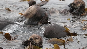 Group of sea otters playing and sleeping - Bầy rái cá biển con chơi giỡn con ngủ lăn lóc - Pls share