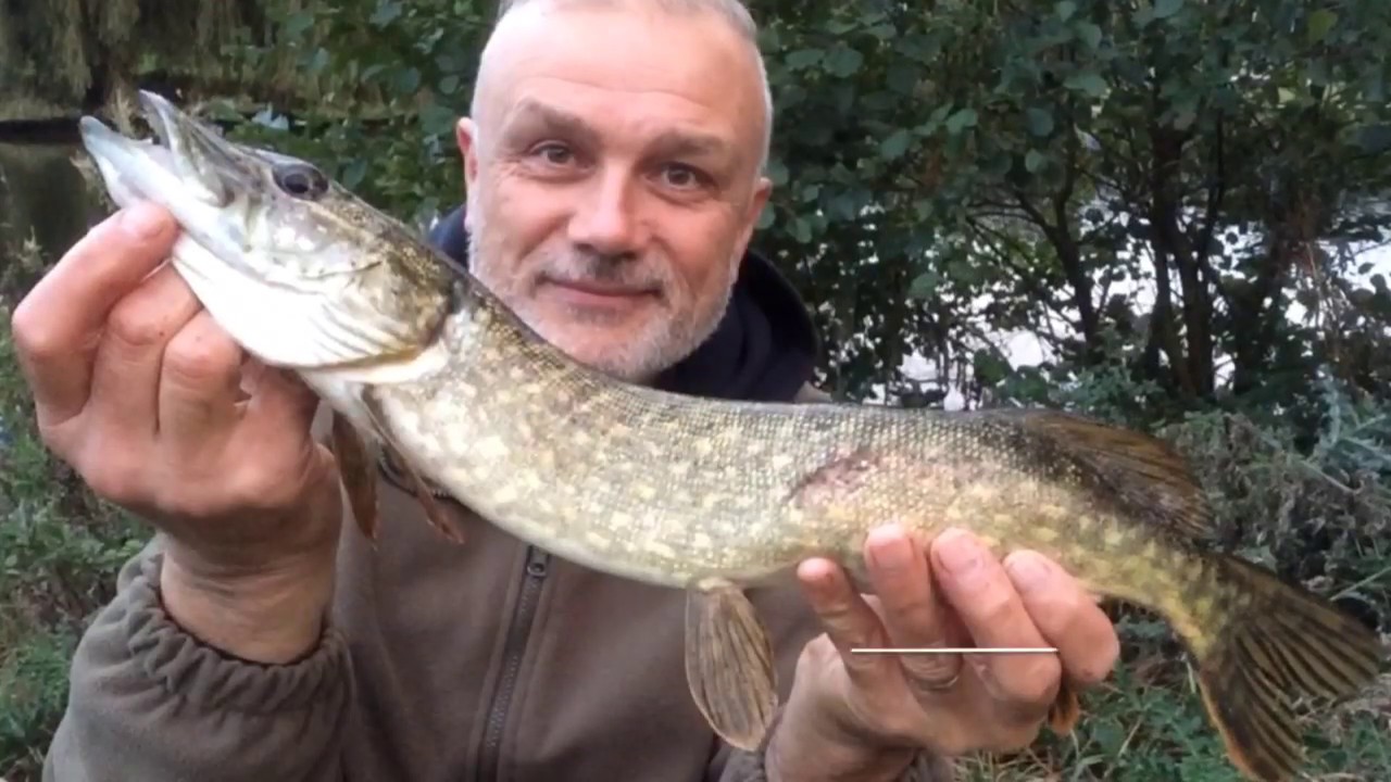 A short session lure fishing for pike 