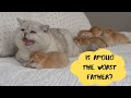 Cat father crying kittens meows first time kittysitting