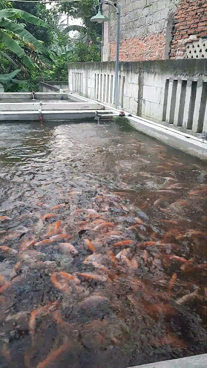 RAS vs BIOFLOCK #color #blue