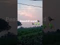 #nature #naturelovers #villagelife #shortvideo