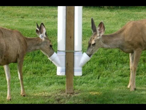 Ideas 45 of Build Deer Feeder