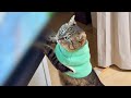 テレビで鳥を見せてみたら元地域猫がお外を思い出してこうなりました笑