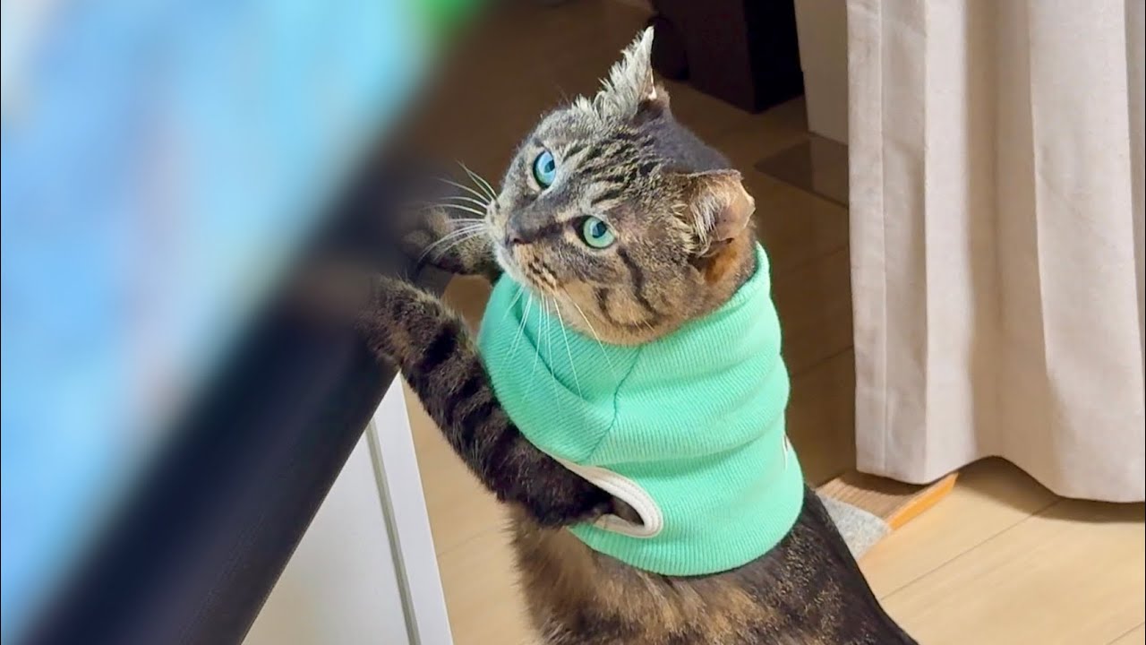 テレビで鳥を見せてみたら元地域猫がお外を思い出してこうなりました笑