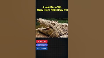 4 loài động vật nguy hiểm nhất châu phi #shorts